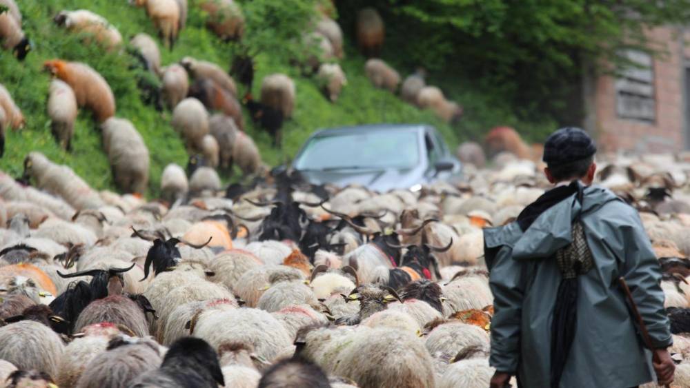 'Karadeniz Yaylaları'na Göç Başladı! 10