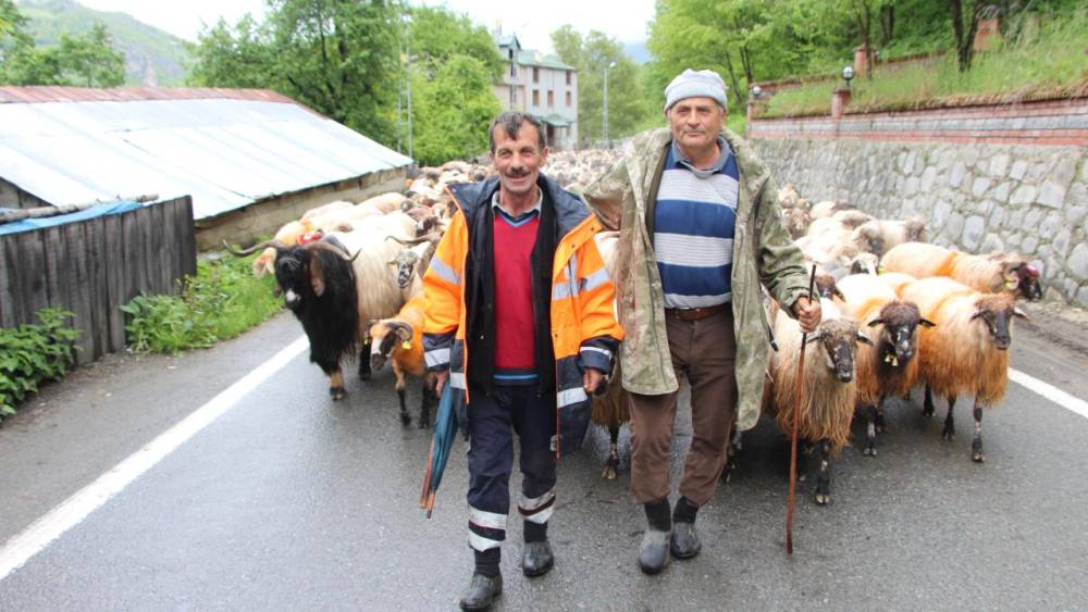 'Karadeniz Yaylaları'na Göç Başladı! 11