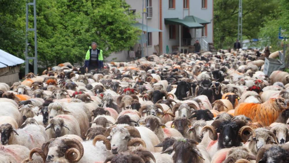 'Karadeniz Yaylaları'na Göç Başladı! 12