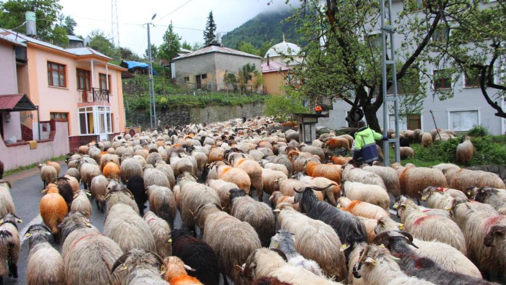 'Karadeniz Yaylaları'na Göç Başladı! 13