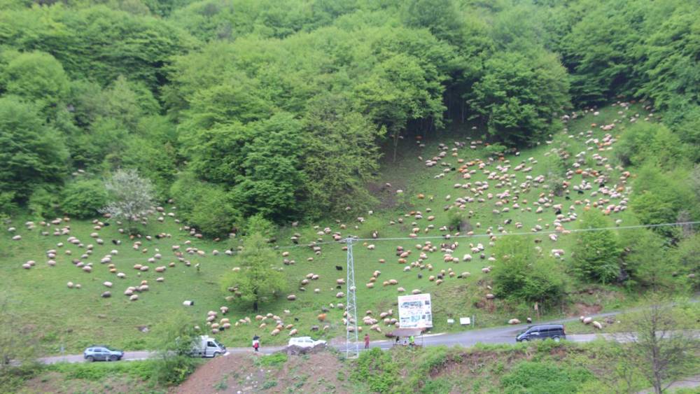 'Karadeniz Yaylaları'na Göç Başladı! 14