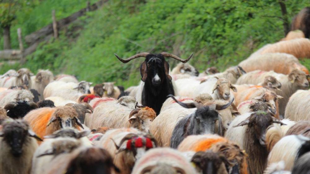 'Karadeniz Yaylaları'na Göç Başladı! 2