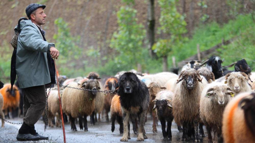 'Karadeniz Yaylaları'na Göç Başladı! 3