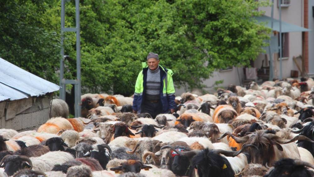 'Karadeniz Yaylaları'na Göç Başladı! 4