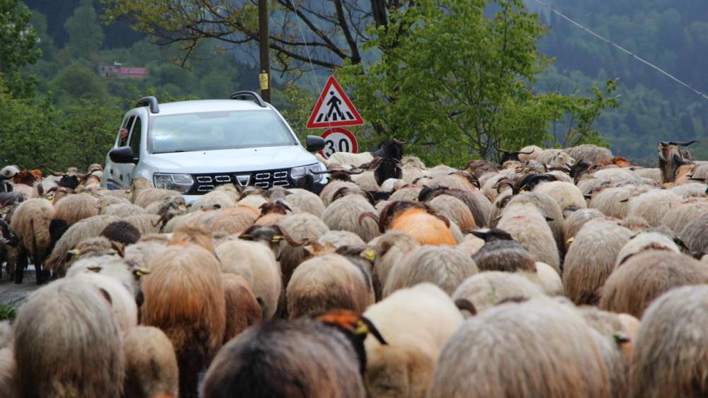 'Karadeniz Yaylaları'na Göç Başladı! 5