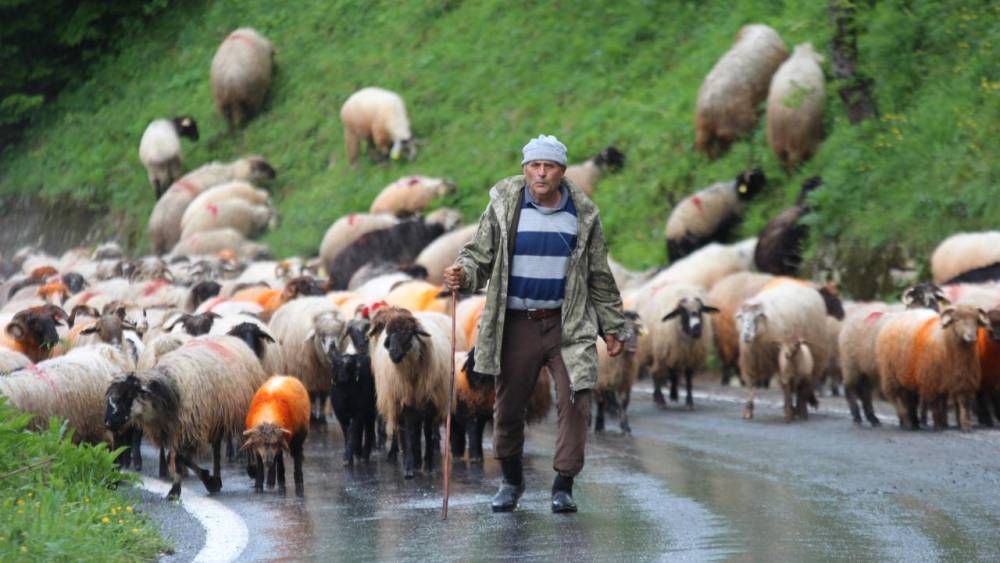 'Karadeniz Yaylaları'na Göç Başladı! 6