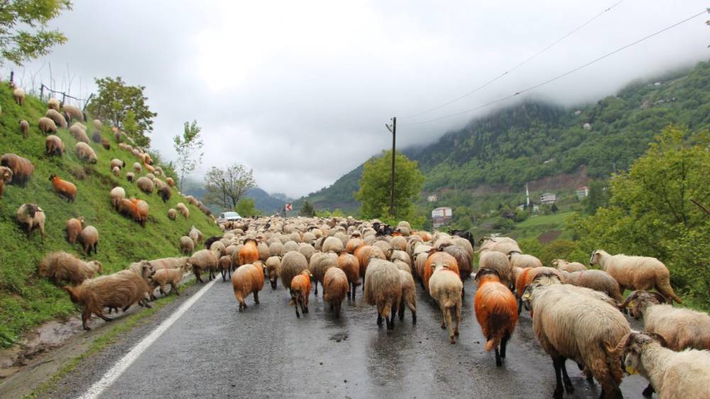 'Karadeniz Yaylaları'na Göç Başladı! 7