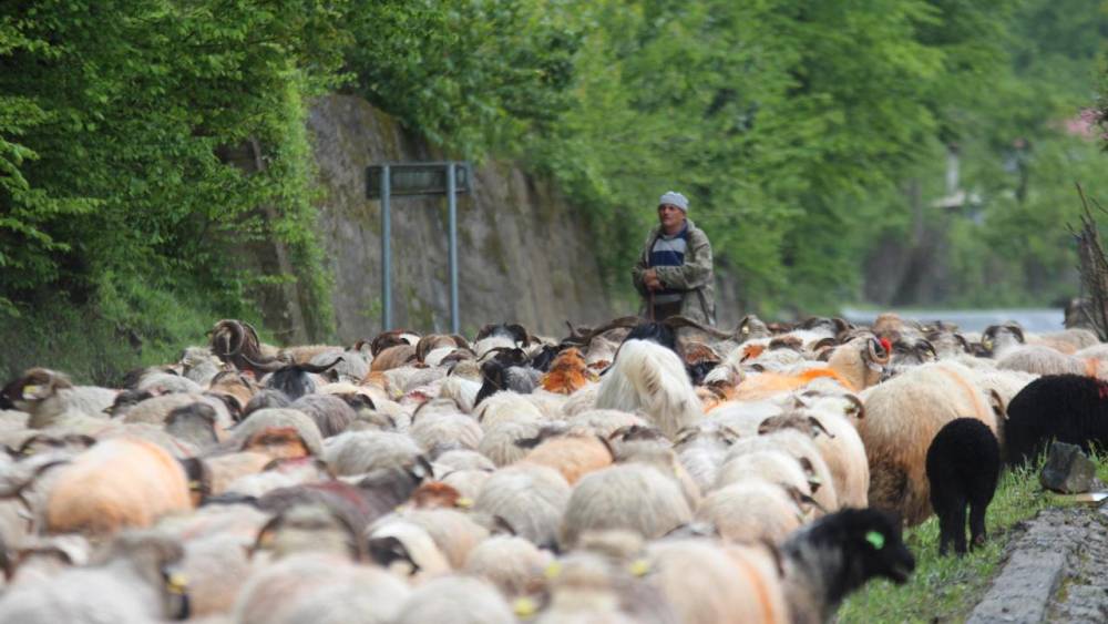 'Karadeniz Yaylaları'na Göç Başladı! 8