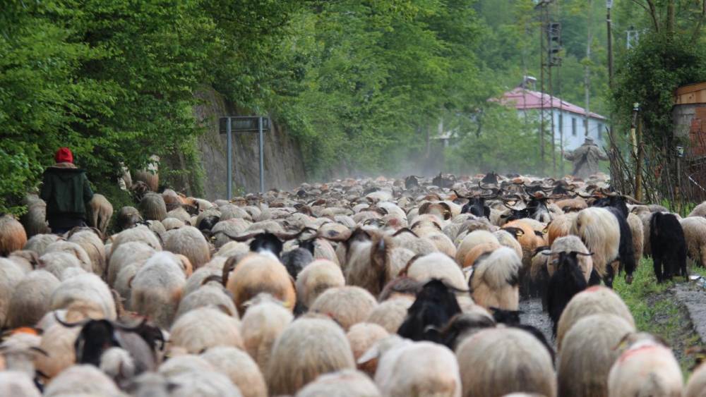 'Karadeniz Yaylaları'na Göç Başladı! 9