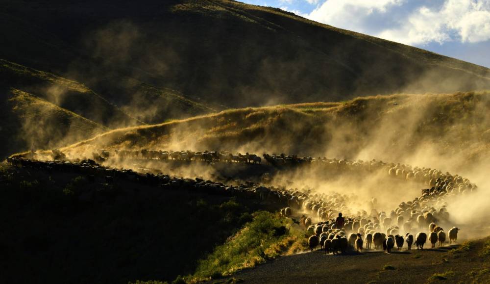 Nemrut Dağı'na Yayla Yolculuğu Başladı! 3