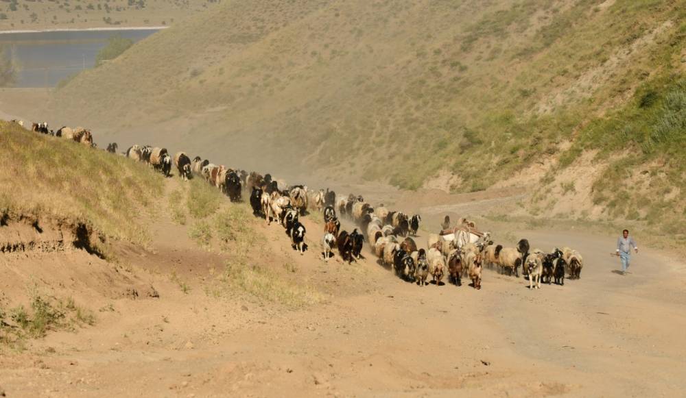 Nemrut Dağı'na Yayla Yolculuğu Başladı! 4