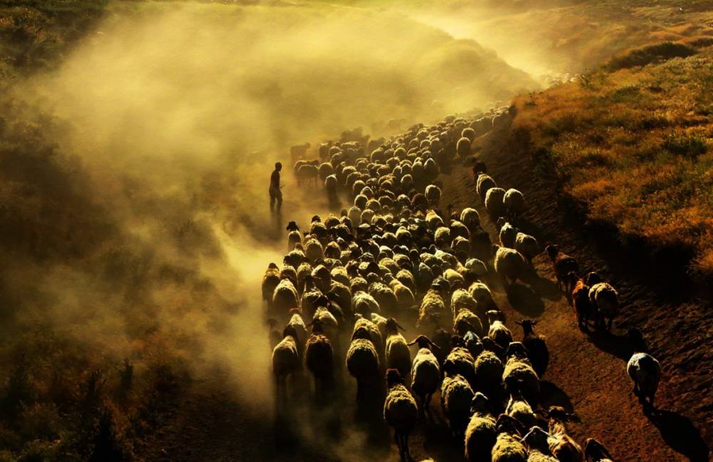 Nemrut Dağı'na Yayla Yolculuğu Başladı! 5