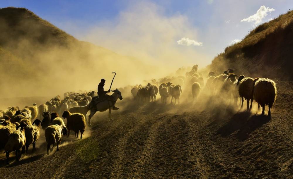 Nemrut Dağı'na Yayla Yolculuğu Başladı! 7