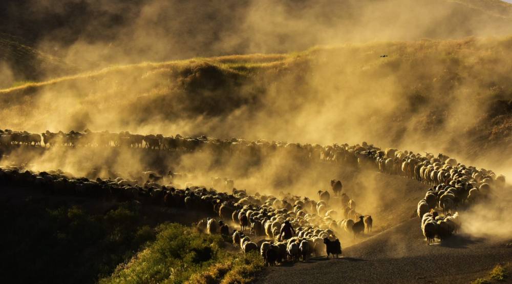 Nemrut Dağı'na Yayla Yolculuğu Başladı! 8