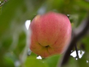 7 Yıl Sonra Gelen Esrarengiz Meyve