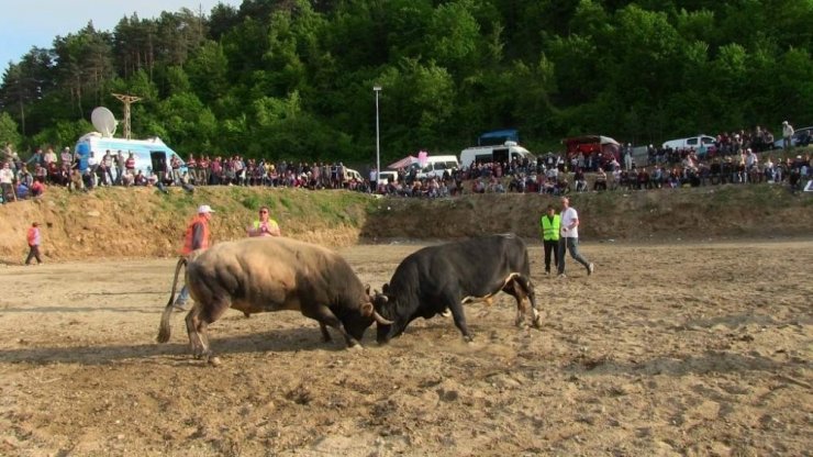 Artvin Borçka'da Boğa Güreşleri