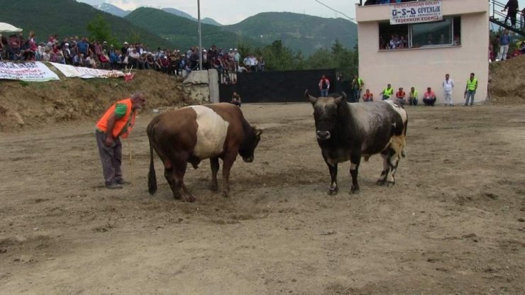 Artvin Borçka'da Boğa Güreşleri