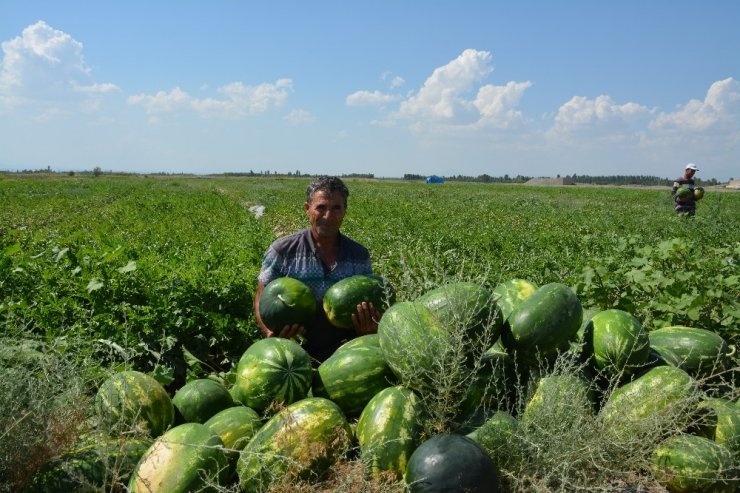 Iğdır’da Karpuz Hasadı Başladı