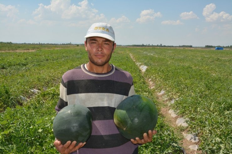 Iğdır’da Karpuz Hasadı Başladı