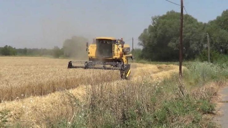 Iğdır'da Buğday Hasadı Başladı