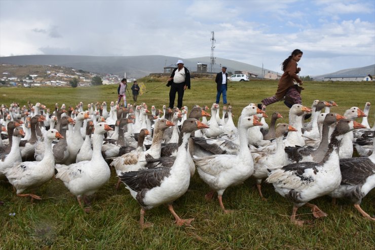 Çıldır Gölü'nün ‘Kaz’ları