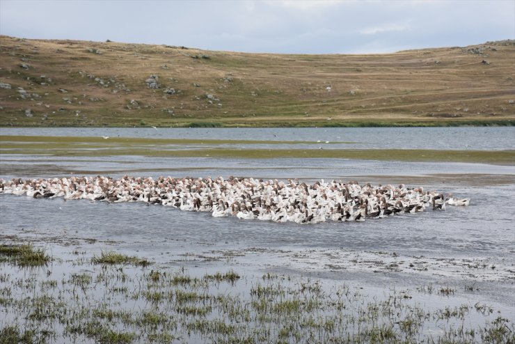 Çıldır Gölü'nün ‘Kaz’ları