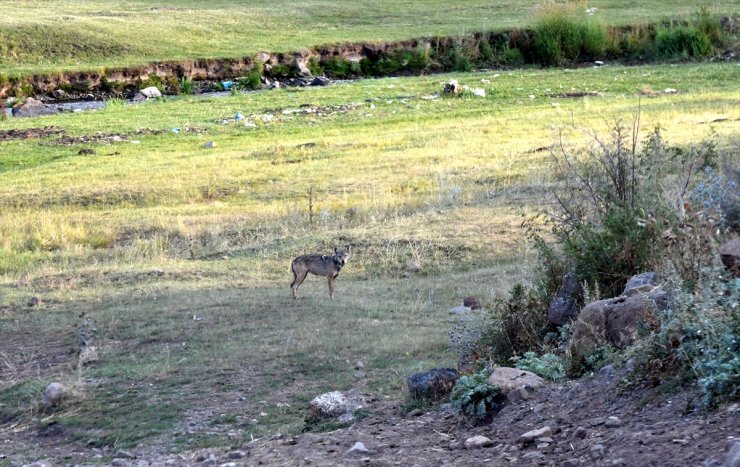 Kars'ta Yaban Hayatı