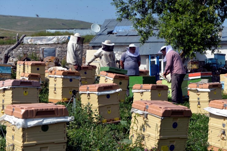 Ardahan'da 'Bal Sağımı' Başladı