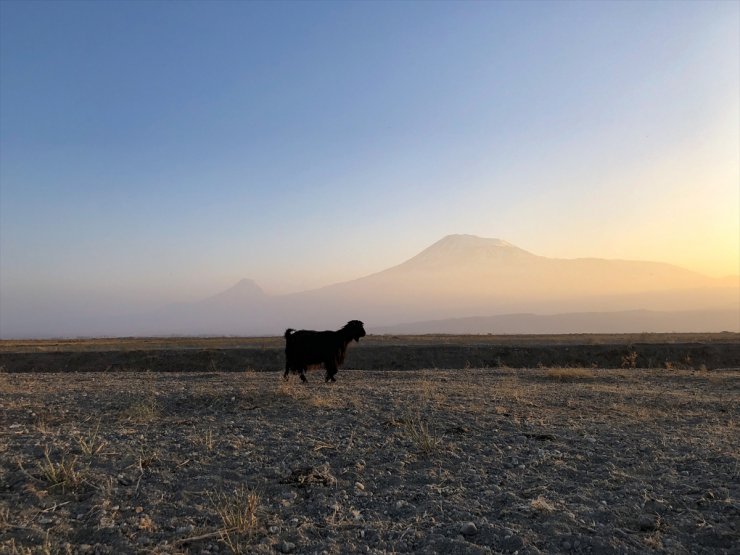 Ağrı Dağı'nın Son Yaylacıları Ovaya İndi