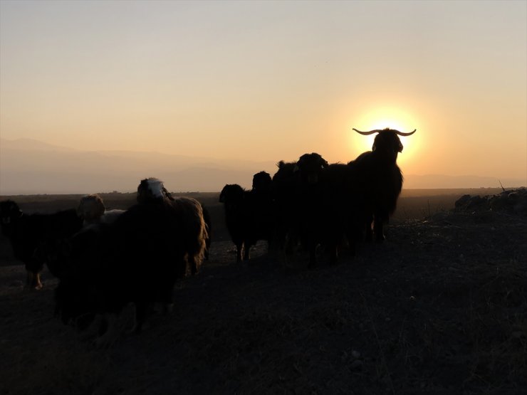 Ağrı Dağı'nın Son Yaylacıları Ovaya İndi