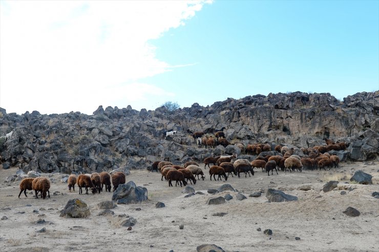 Ağrı Dağı'nın Son Yaylacıları Ovaya İndi