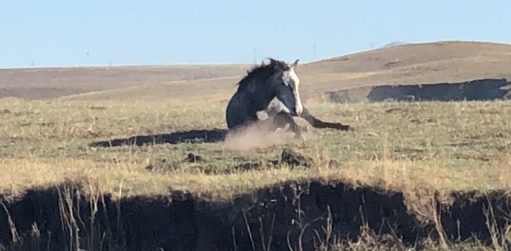 Kars’ta Sonbahar ve Yılkı Atları