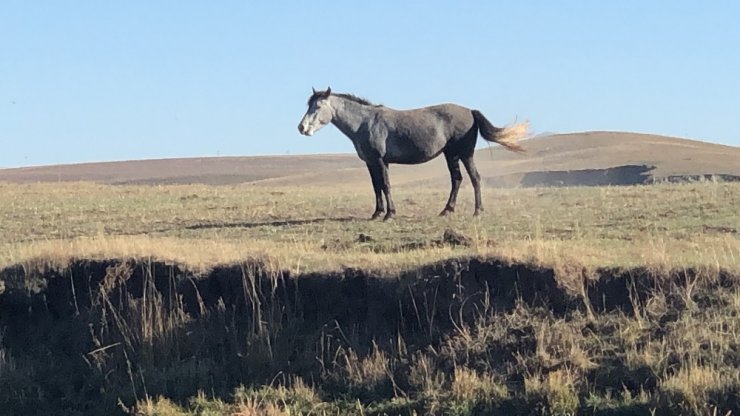 Kars’ta Sonbahar ve Yılkı Atları