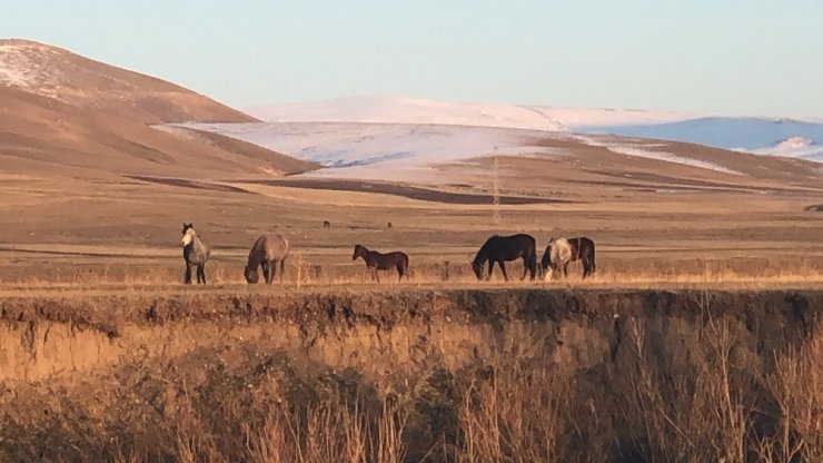 Kars’ta Sonbahar ve Yılkı Atları