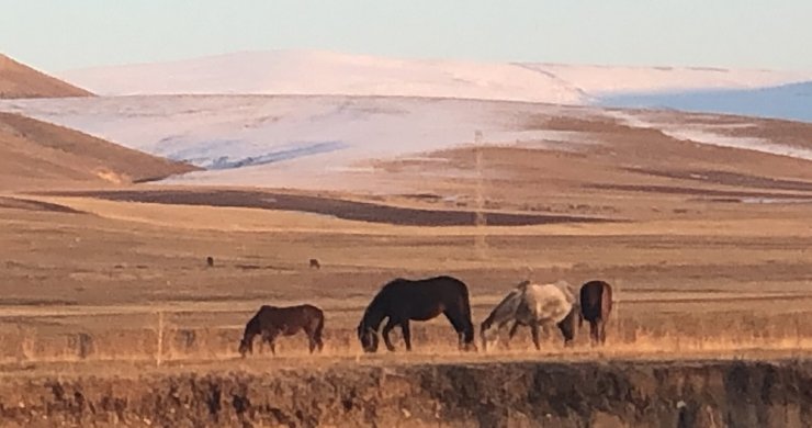 Kars’ta Sonbahar ve Yılkı Atları