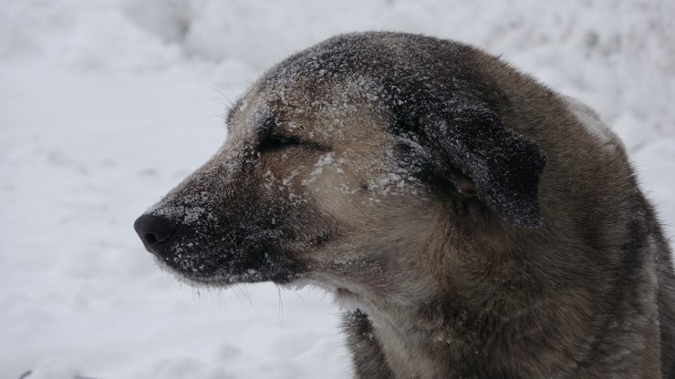 Ardahan’da Dondurucu Soğuklar