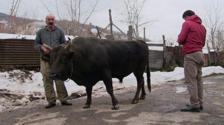 Şampiyon Boğa 45 bin Liraya Satıldı