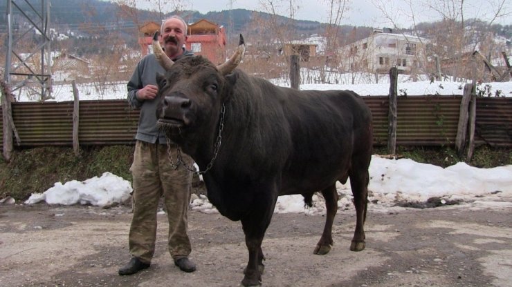 Şampiyon Boğa 45 bin Liraya Satıldı