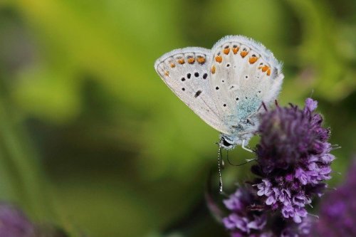 50 Sanatçı Uludağ’da Apollo Kelebeği’nin Peşine Düştü