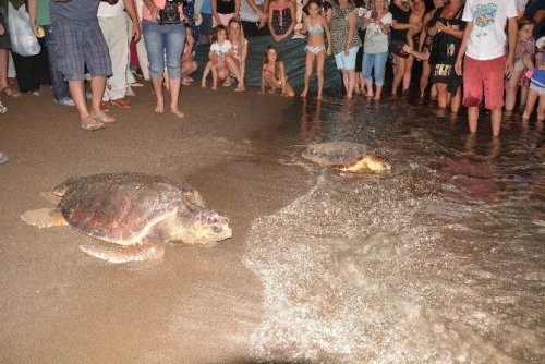 Tedavileri Tamamlanan Deniz Kaplumbağaları Denize Bırakıldı