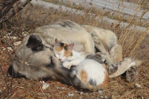 Tokat’ta Kedi İle Köpeğin Şaşırtan Dostluğu