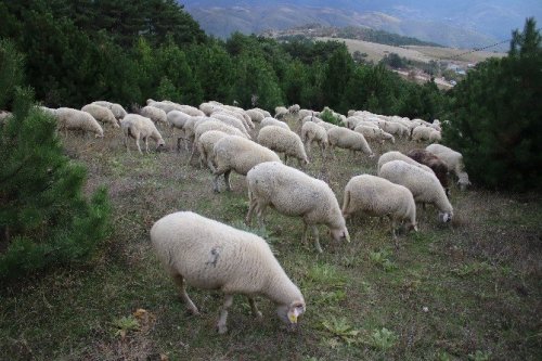 Uludağ’da Koyunların Zirve Kampı Sona Erdi